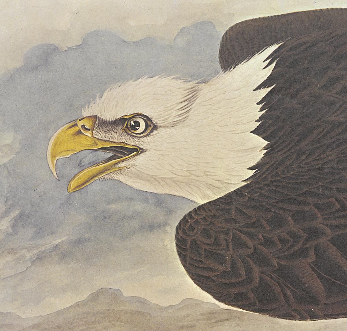 1969.2779.005 Print, Detail