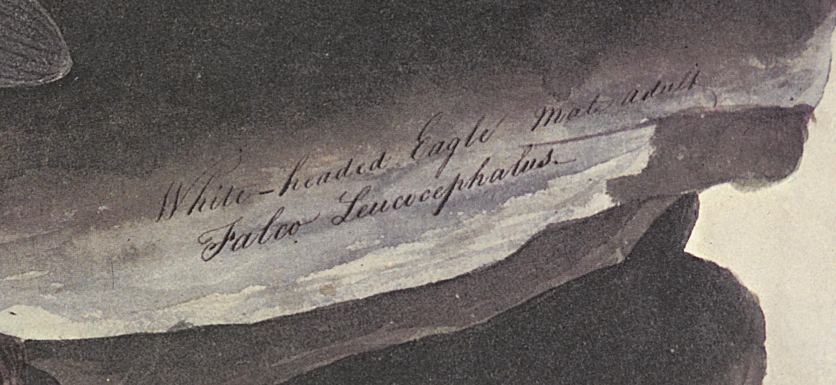 1969.2779.005 Print, Detail 3