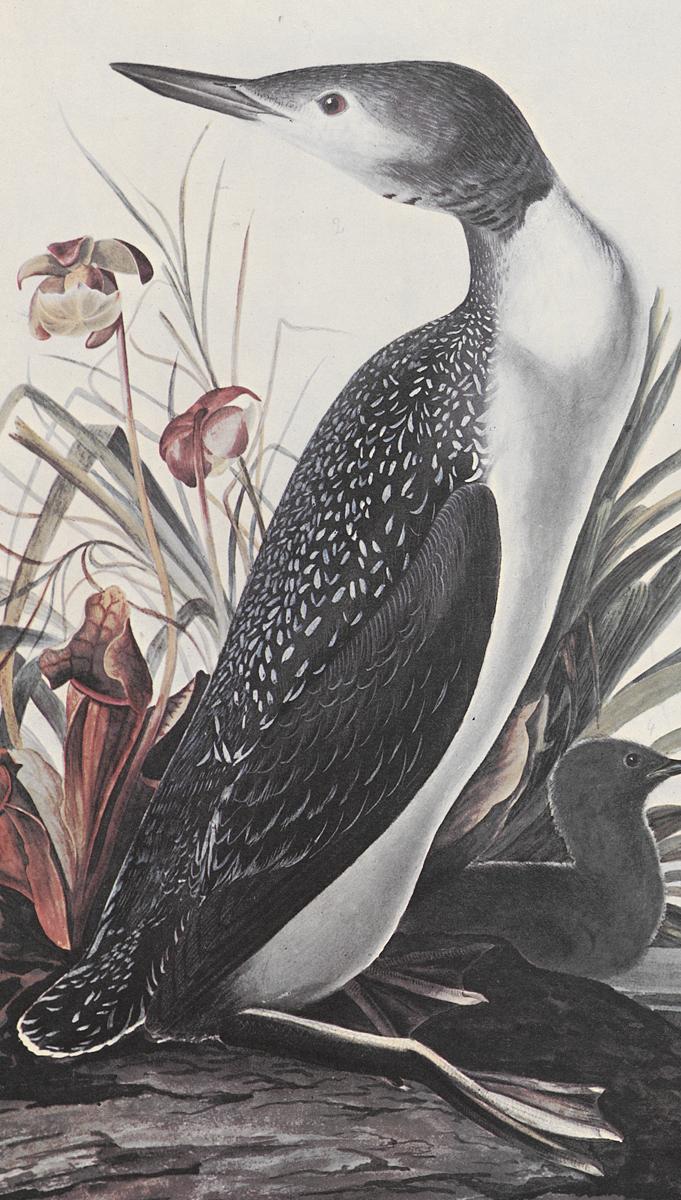 1969.2779.006 Print, Detail