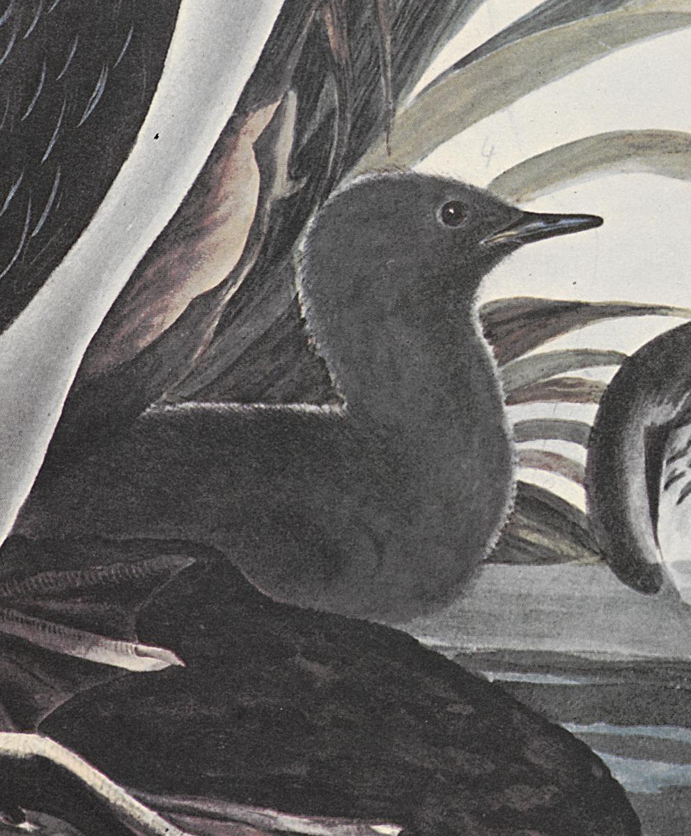 1969.2779.006 Print, Detail 3