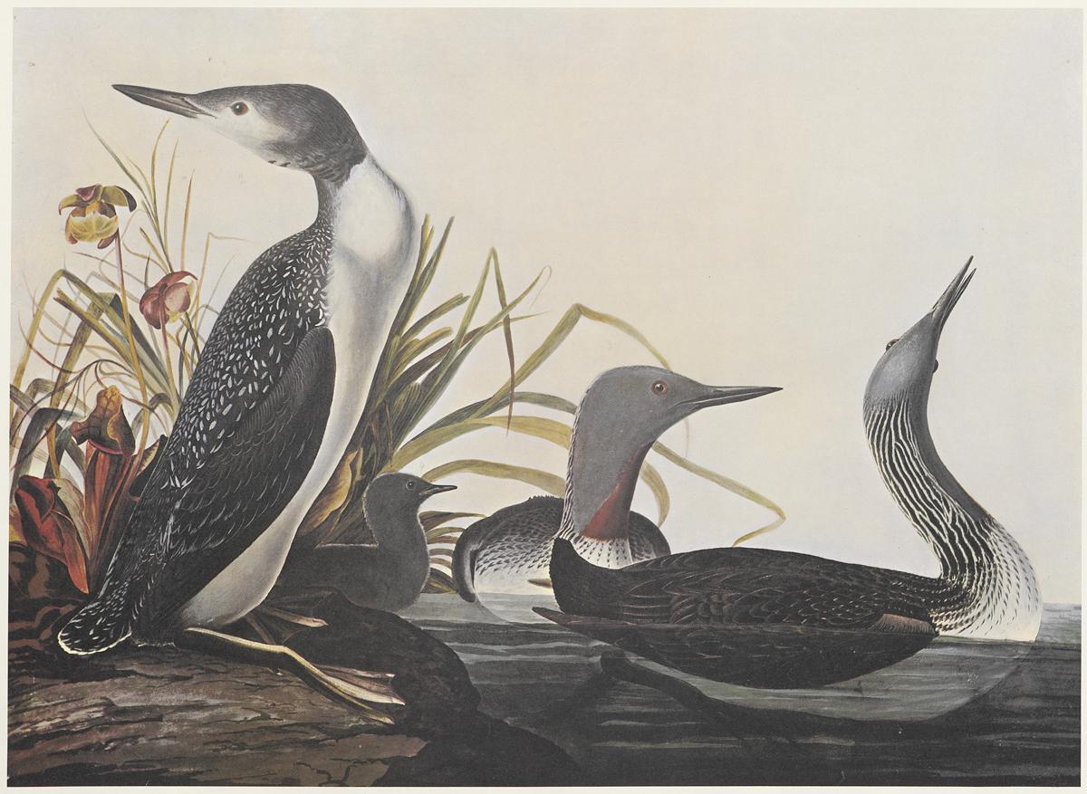 1969.2779.007 Print, View 2