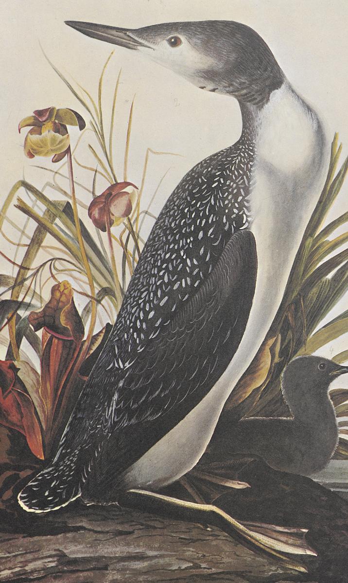 1969.2779.007 Print, Detail