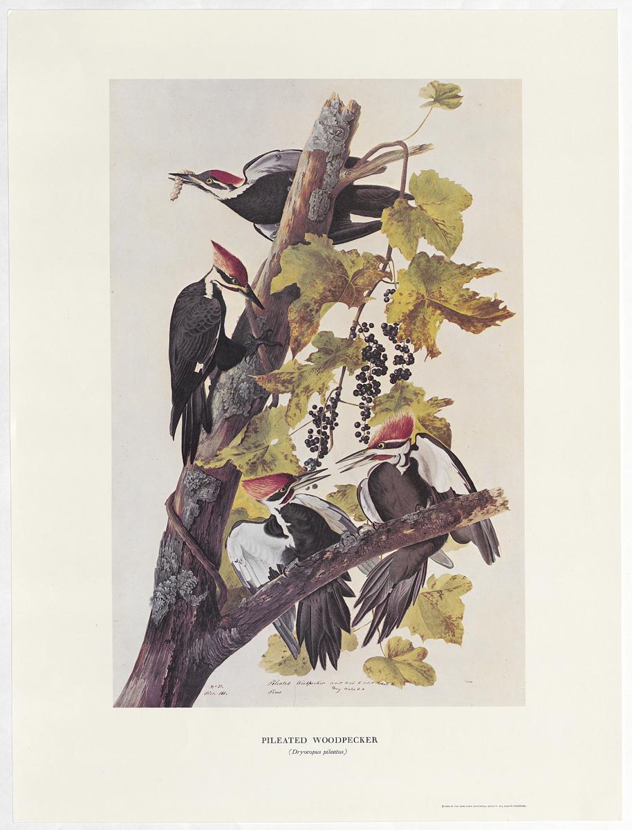 1969.2779.008 Print