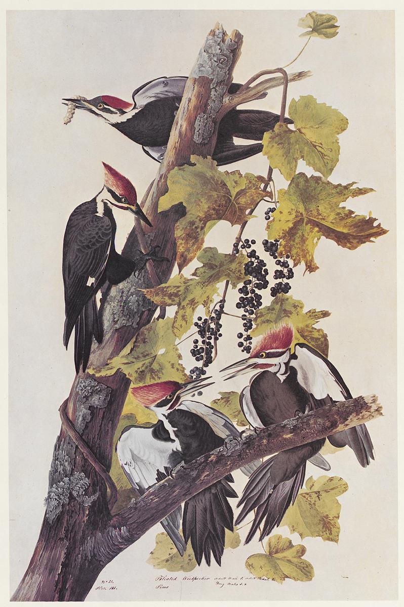 1969.2779.008 Print, View 2