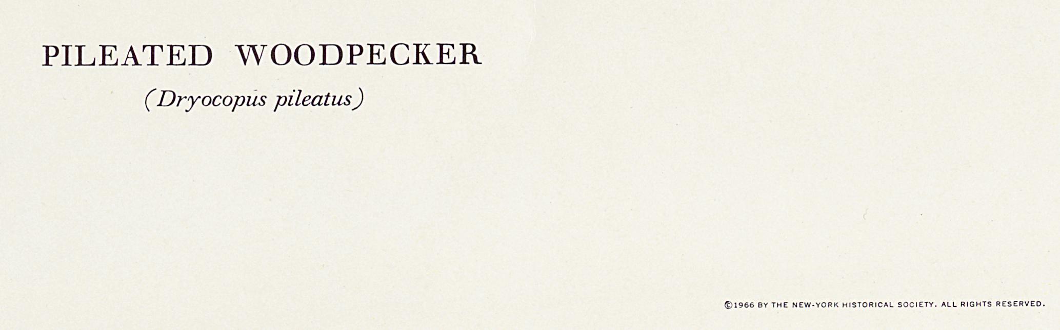 1969.2779.008 Print, Detail 5