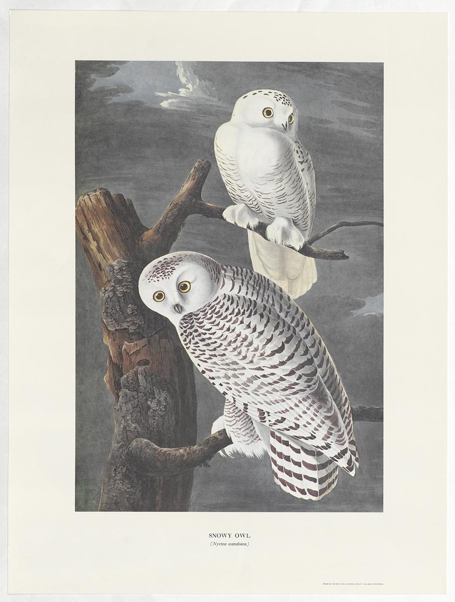 1969.2779.009 Print
