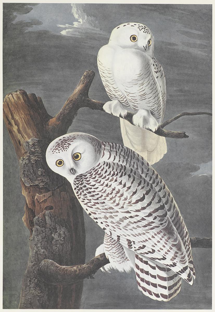 1969.2779.009 Print, View 2