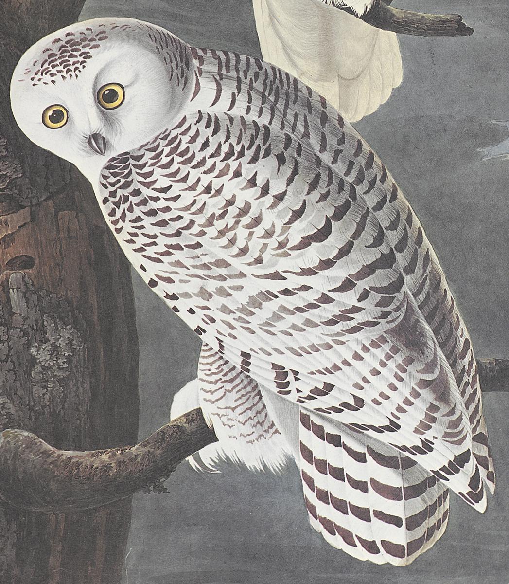 1969.2779.009 Print, Detail