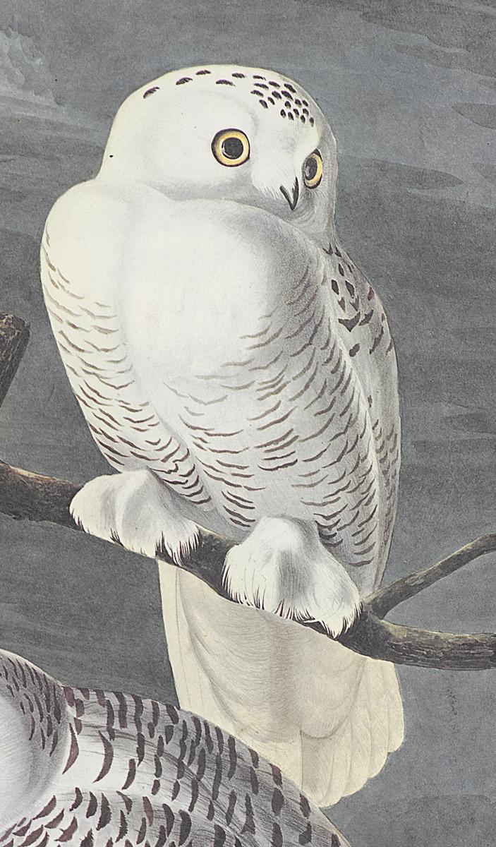 1969.2779.009 Print, Detail 2