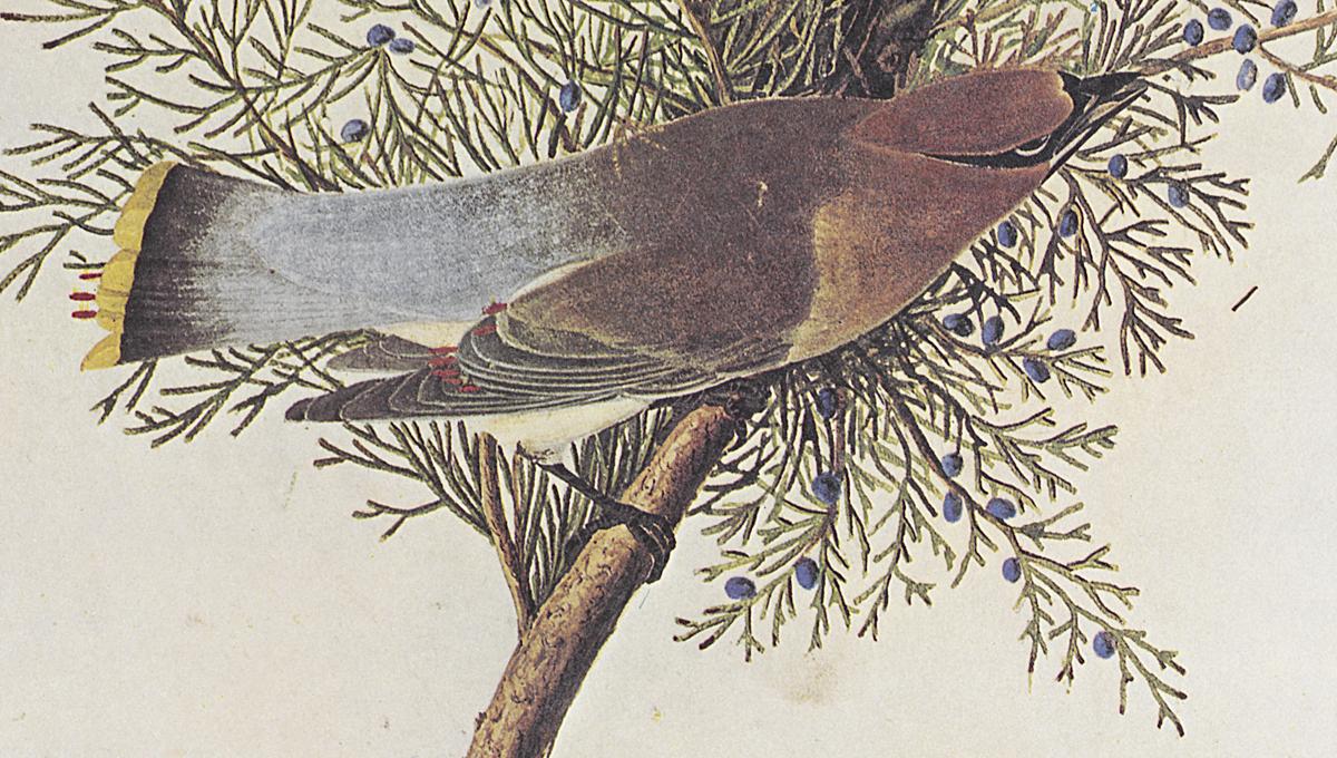 1969.2779.010 Print, Detail
