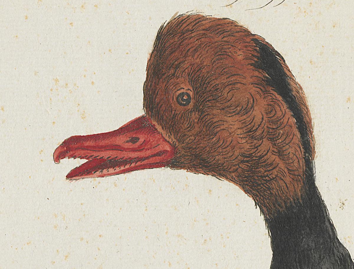 1973.0578.001 Print, Detail