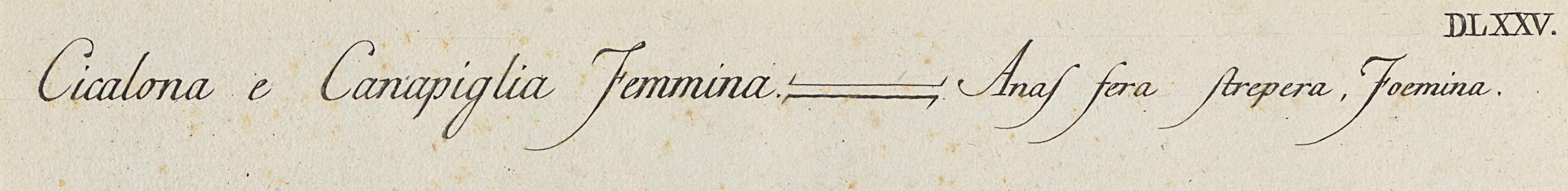 1973.0578.002 Print, Detail 3