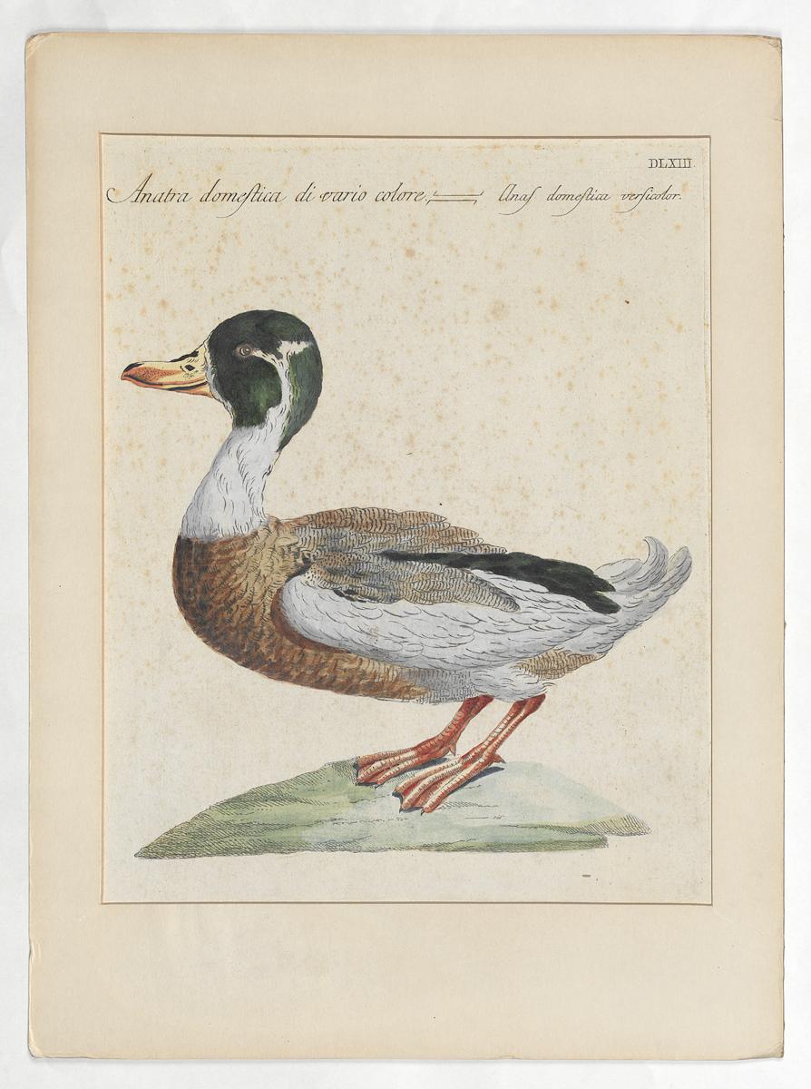 1973.0578.003 Print