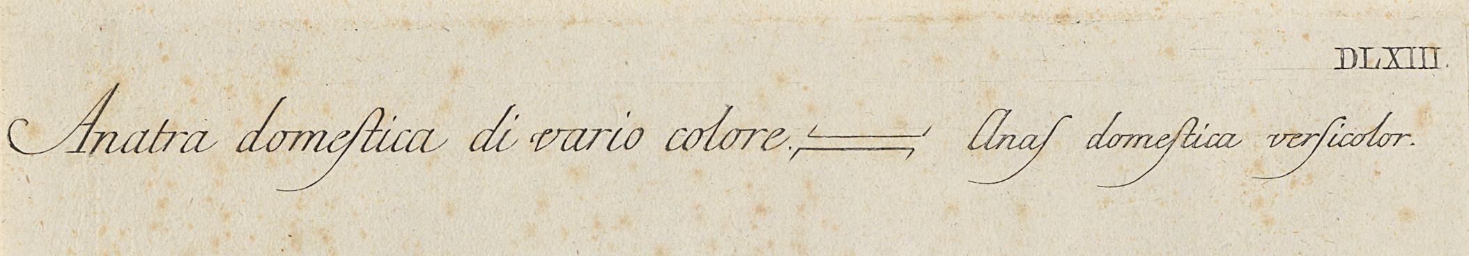 1973.0578.003 Print, Detail 3
