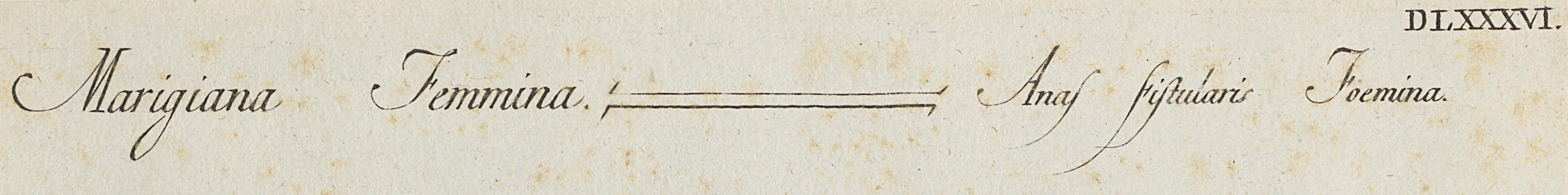 1973.0578.005 Print, Detail 3