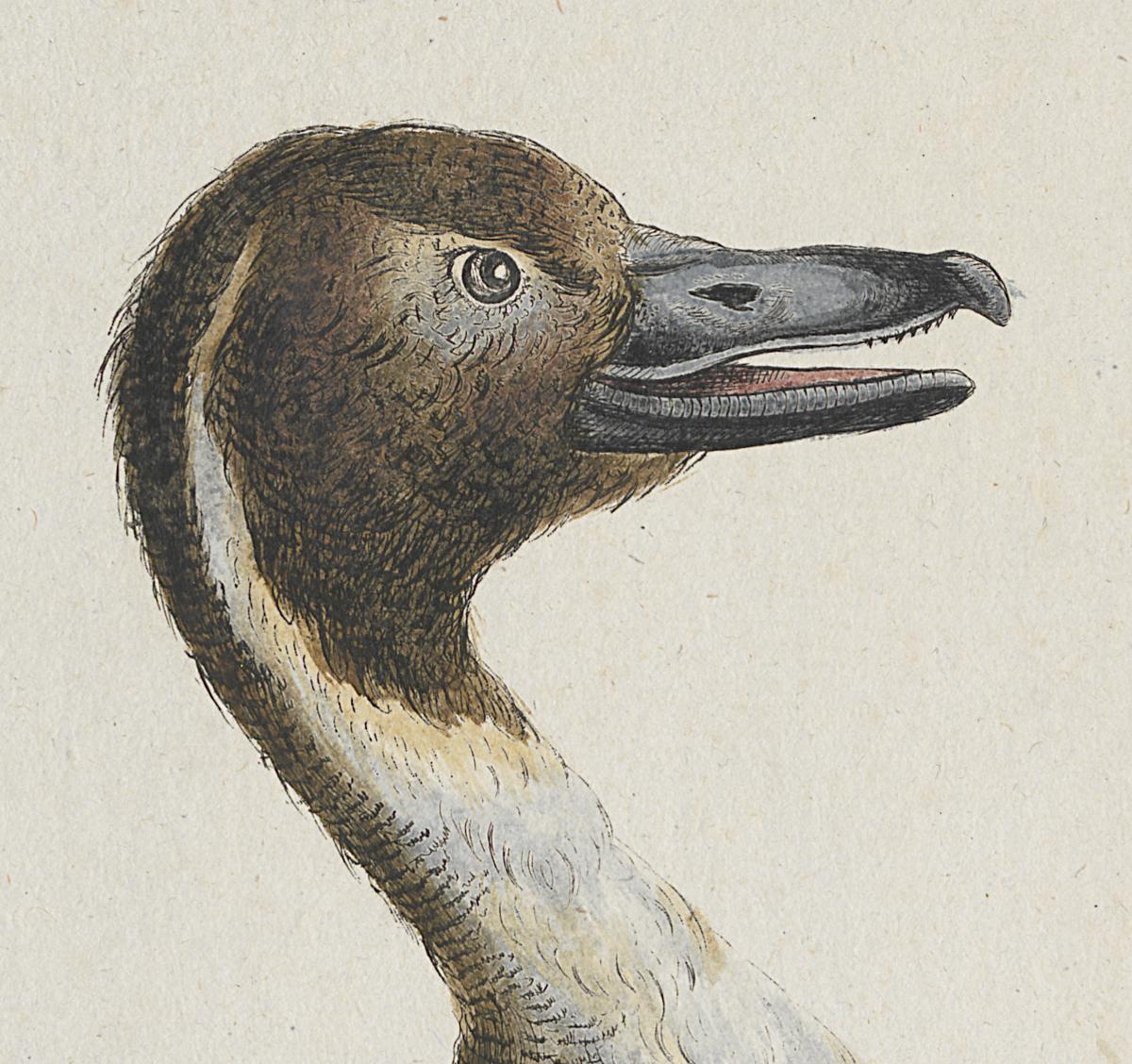1973.0578.007 Print, Detail