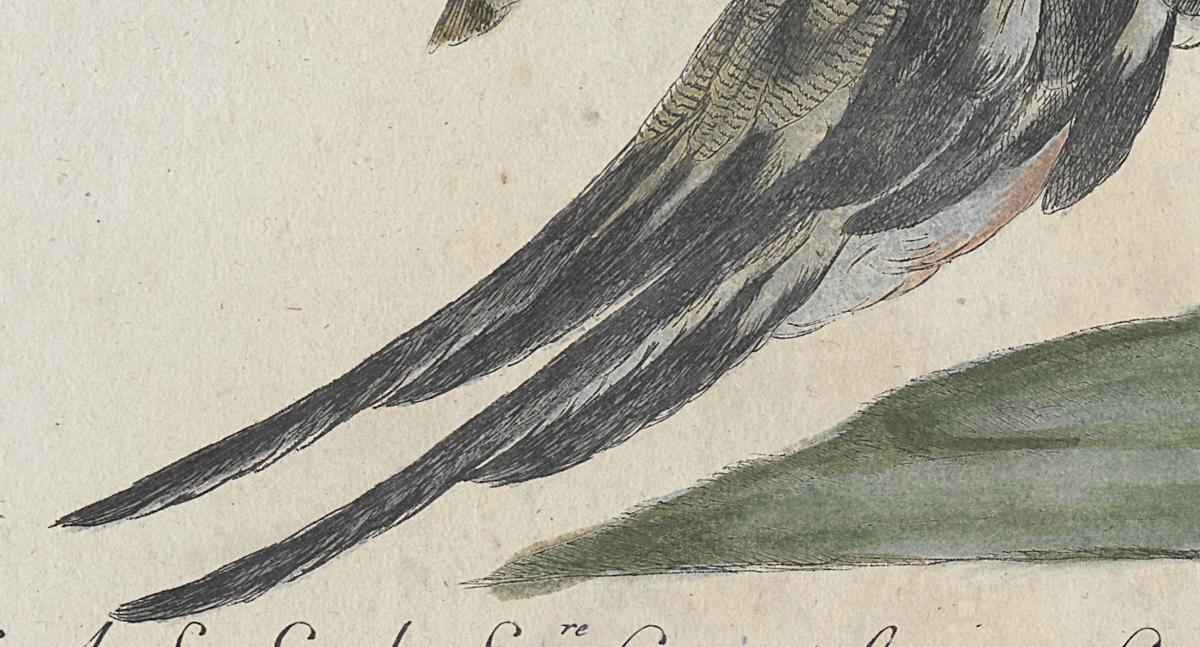 1973.0578.007 Print, Detail 3
