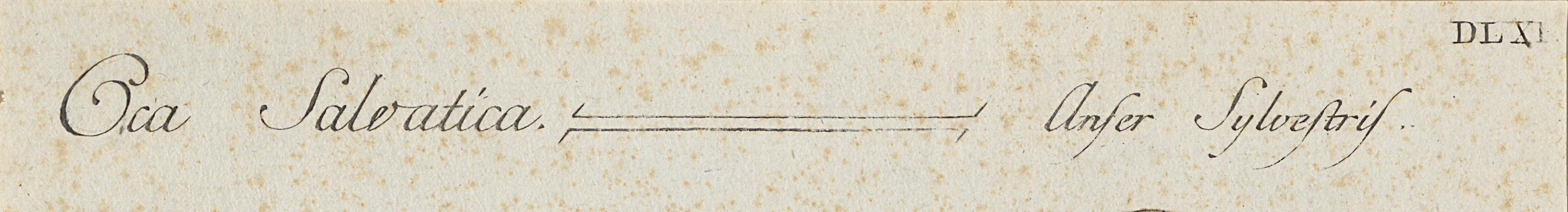 1973.0578.008 Print, Detail 2