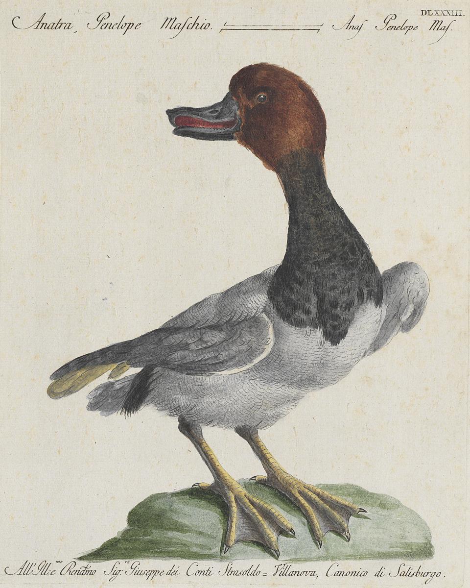 1973.0578.010 Print, View 2
