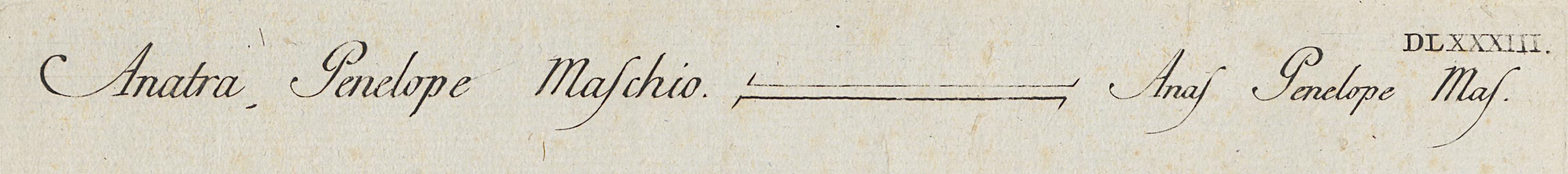 1973.0578.010 Print, Detail 3