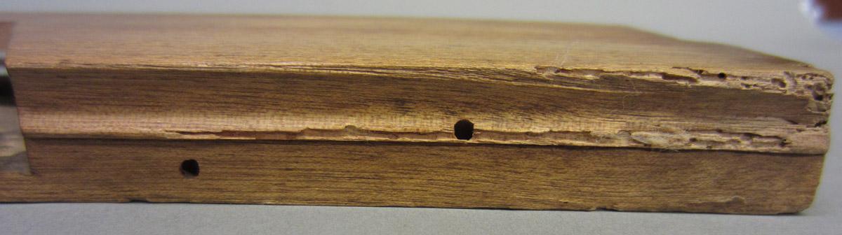 1975.267.007 molding plane, insect damage