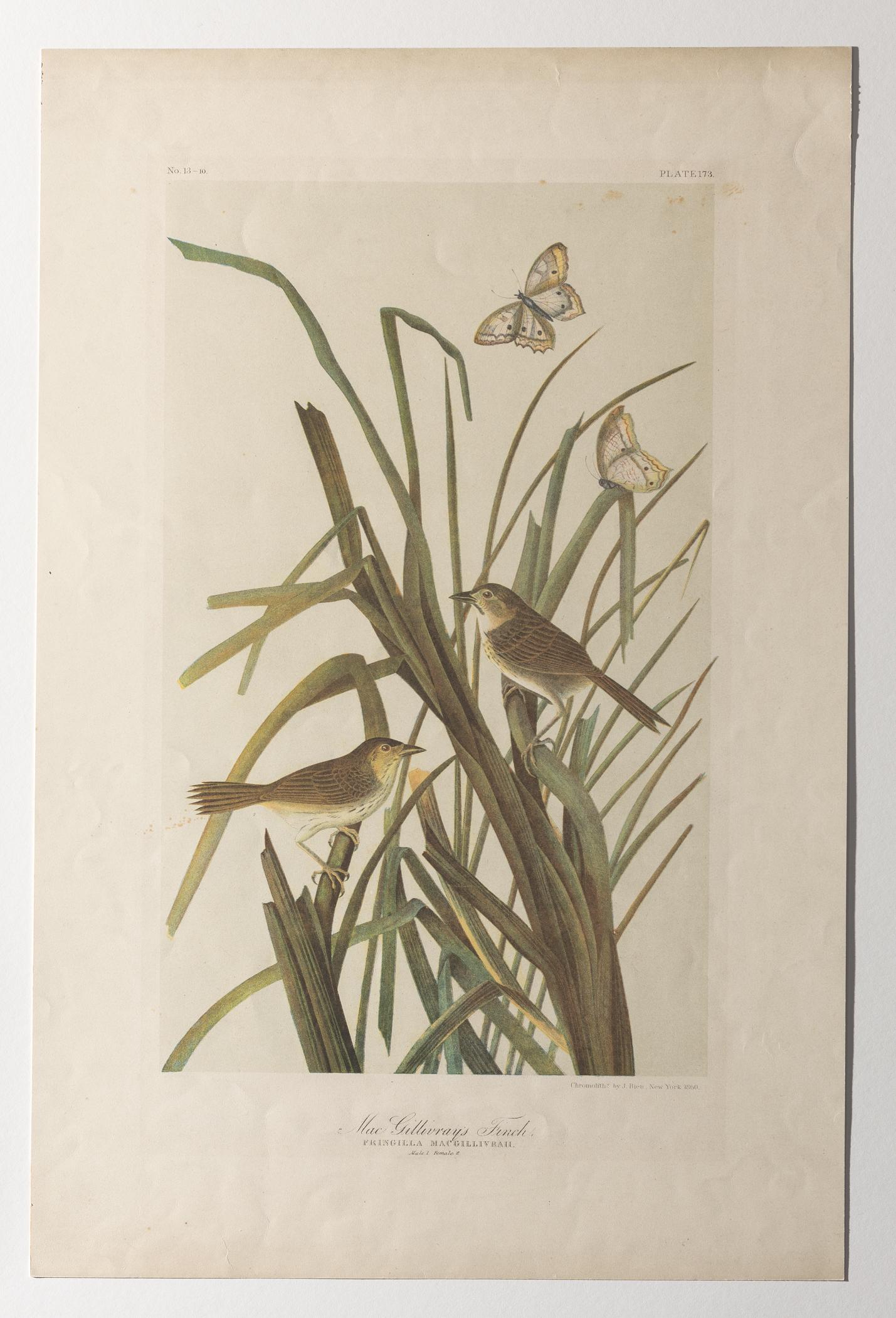 1976.0058 Print, view 2, raking light