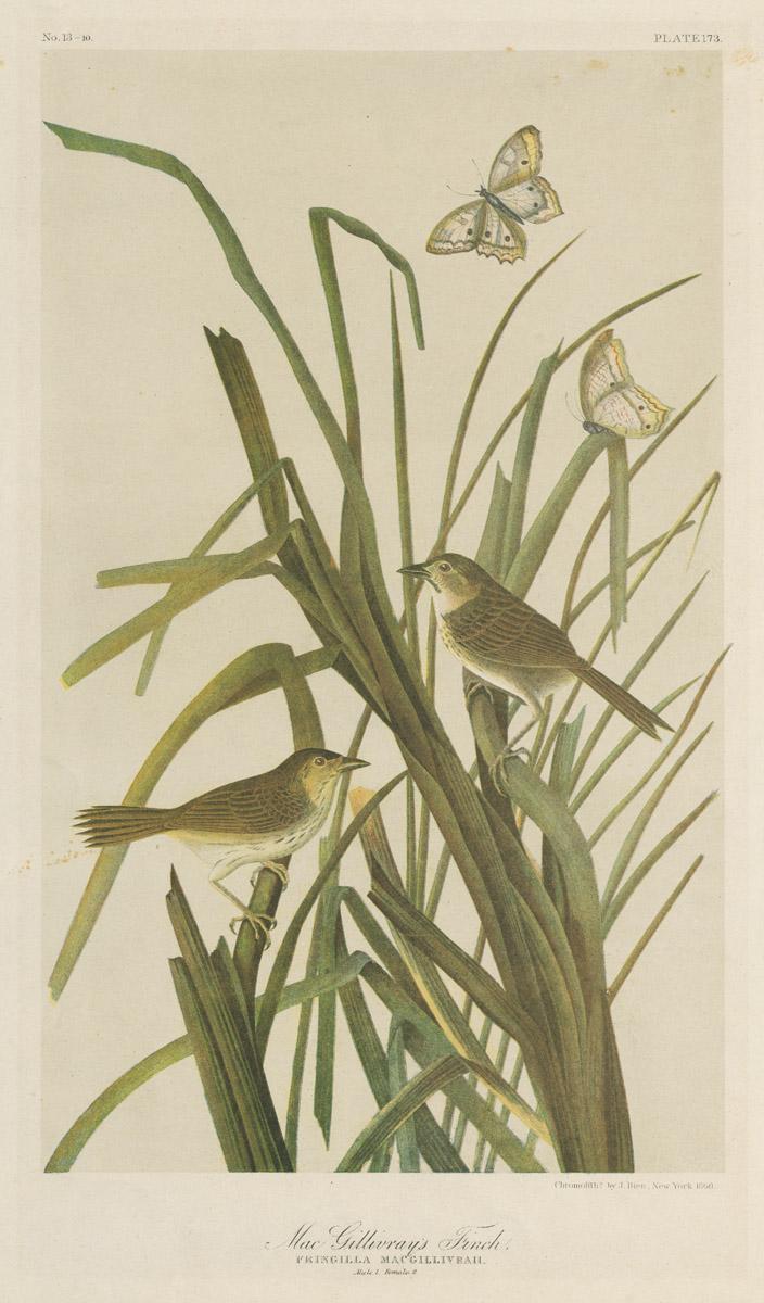 1976.0058 Print, image