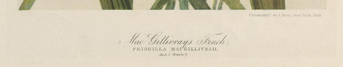 1976.0058 Print, detail 1