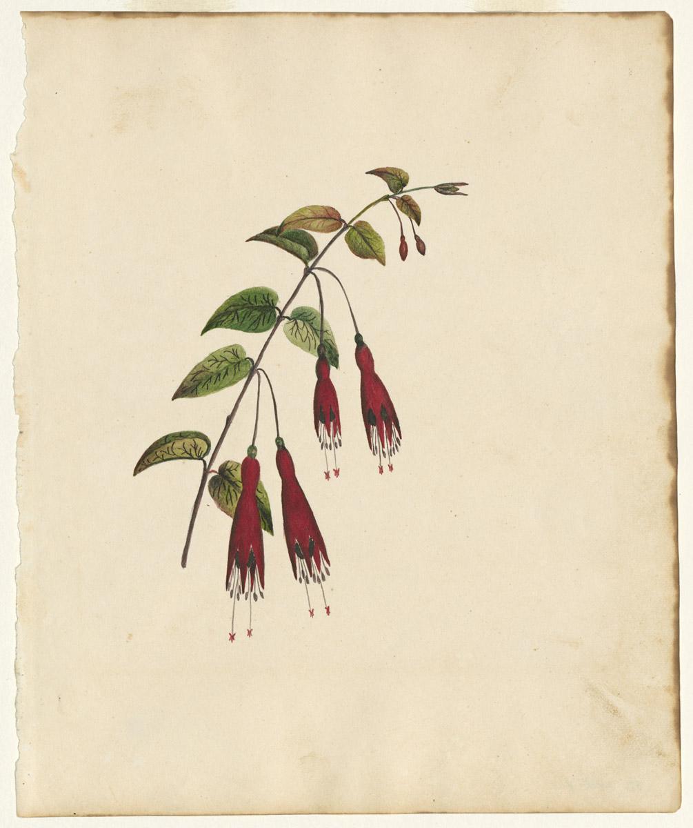 1976.0144.001 Drawing