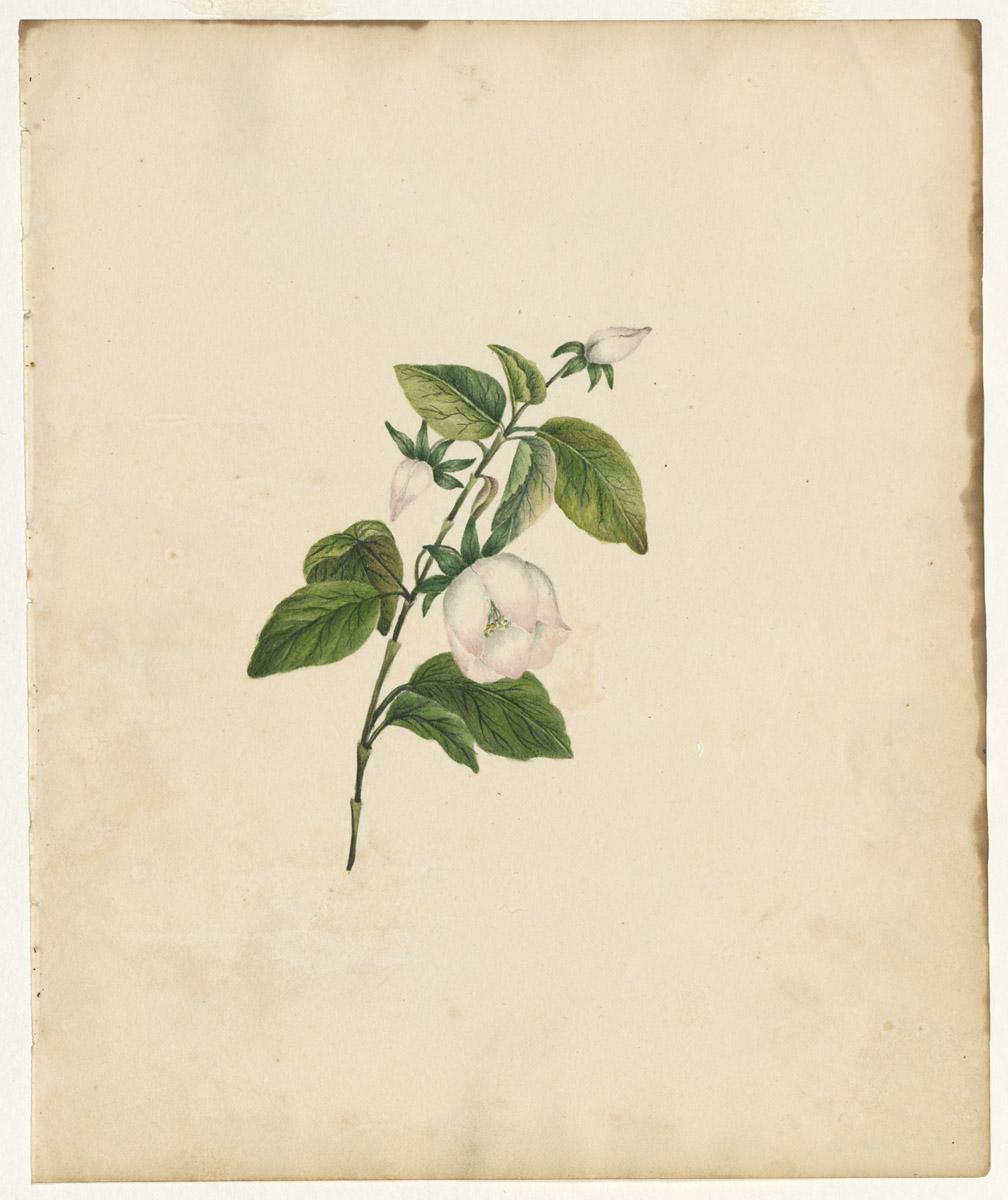 1976.0144.002 Drawing