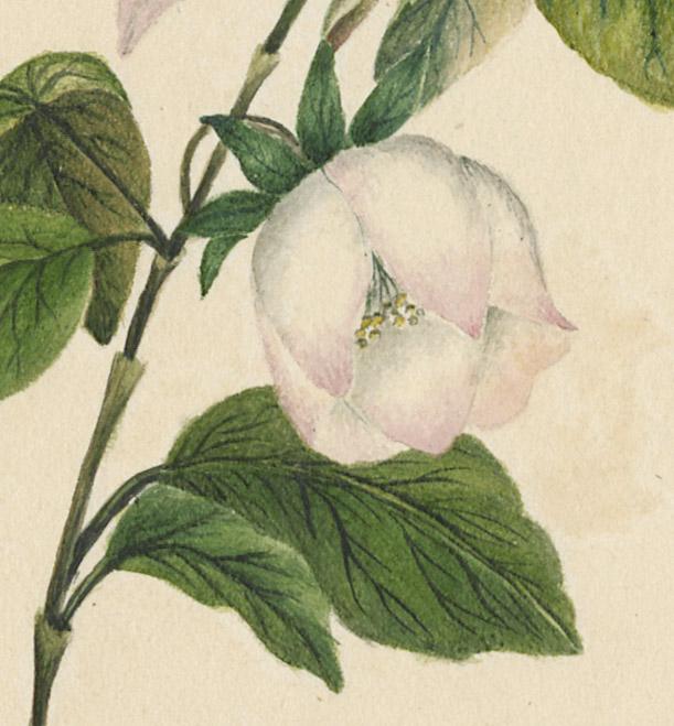 1976.0144.002 Drawing, detail