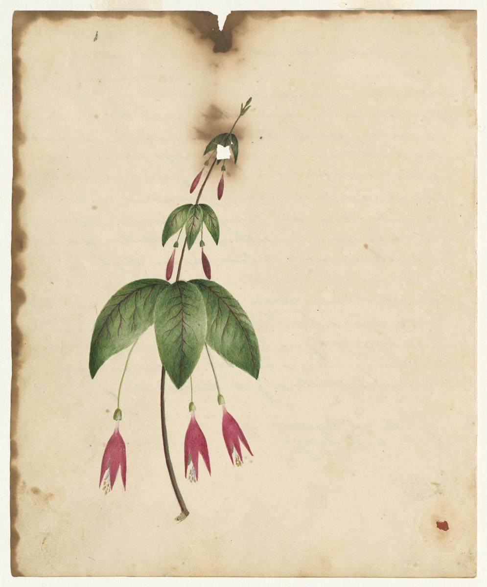 1976.0144.003 Drawing