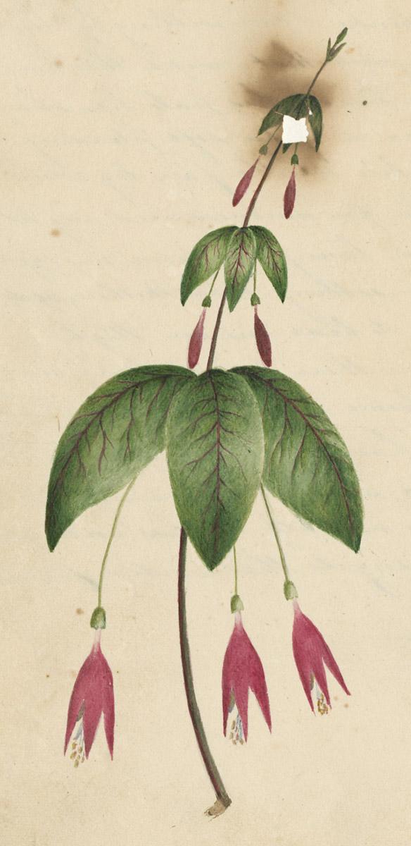 1976.0144.003 Drawing, image