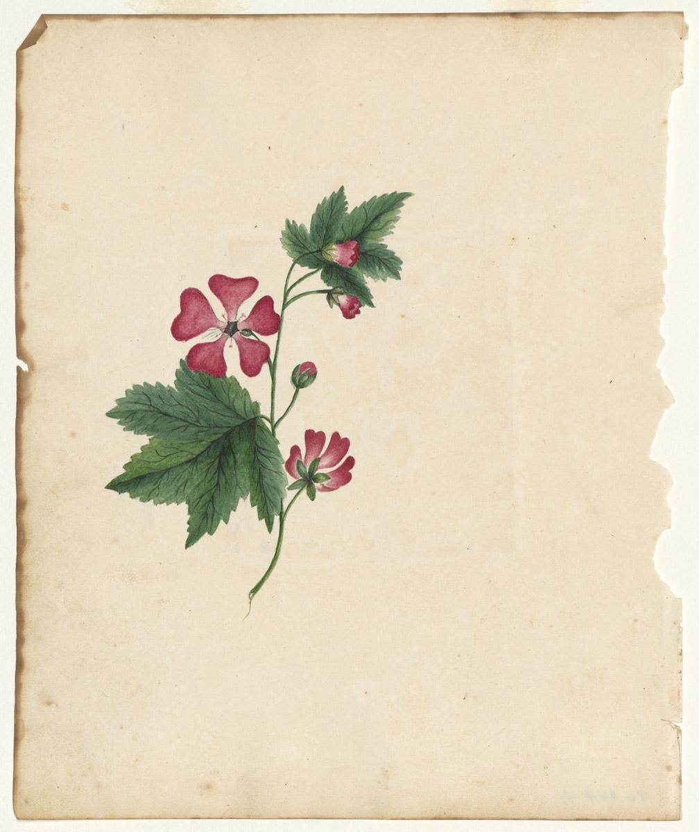 1976.0144.004 Drawing