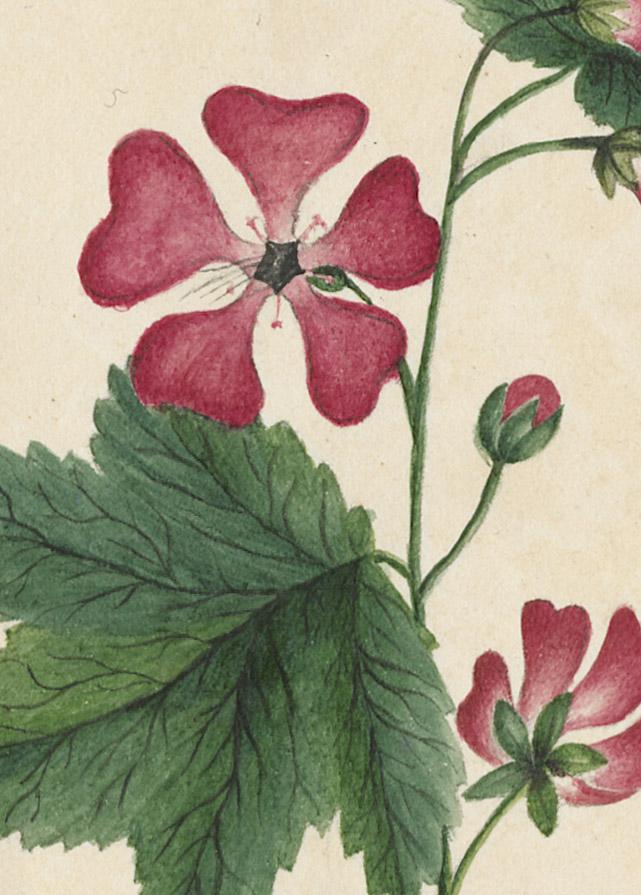 1976.0144.004 Drawing, detail