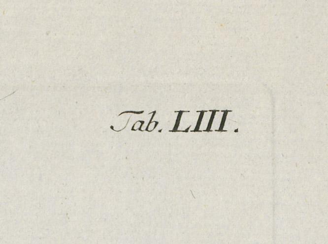 1978.0038.001 Print, detail 3