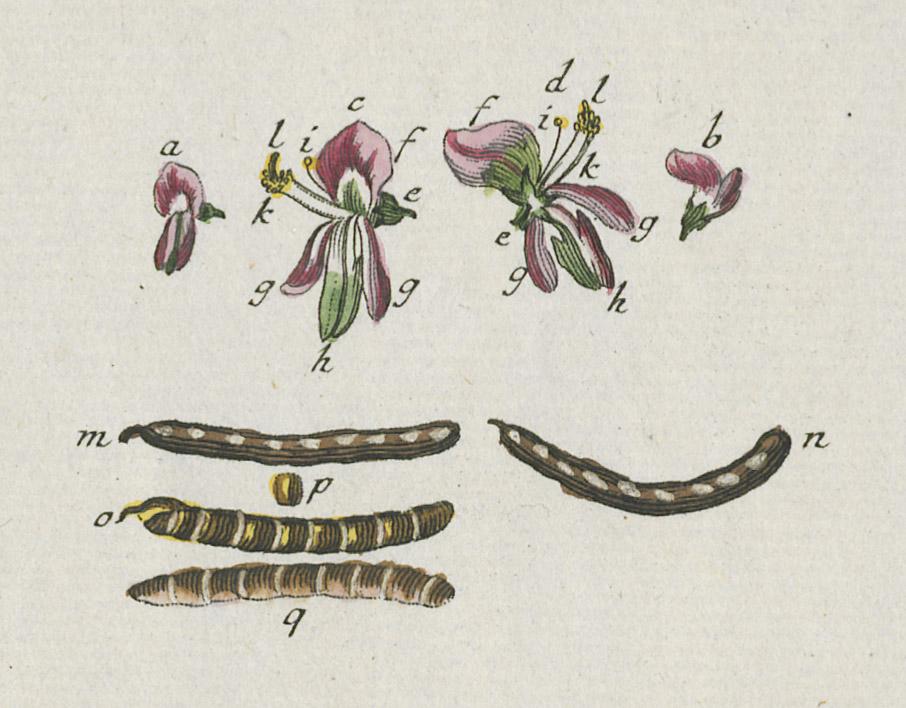 1978.0038.001 Print, detail 5
