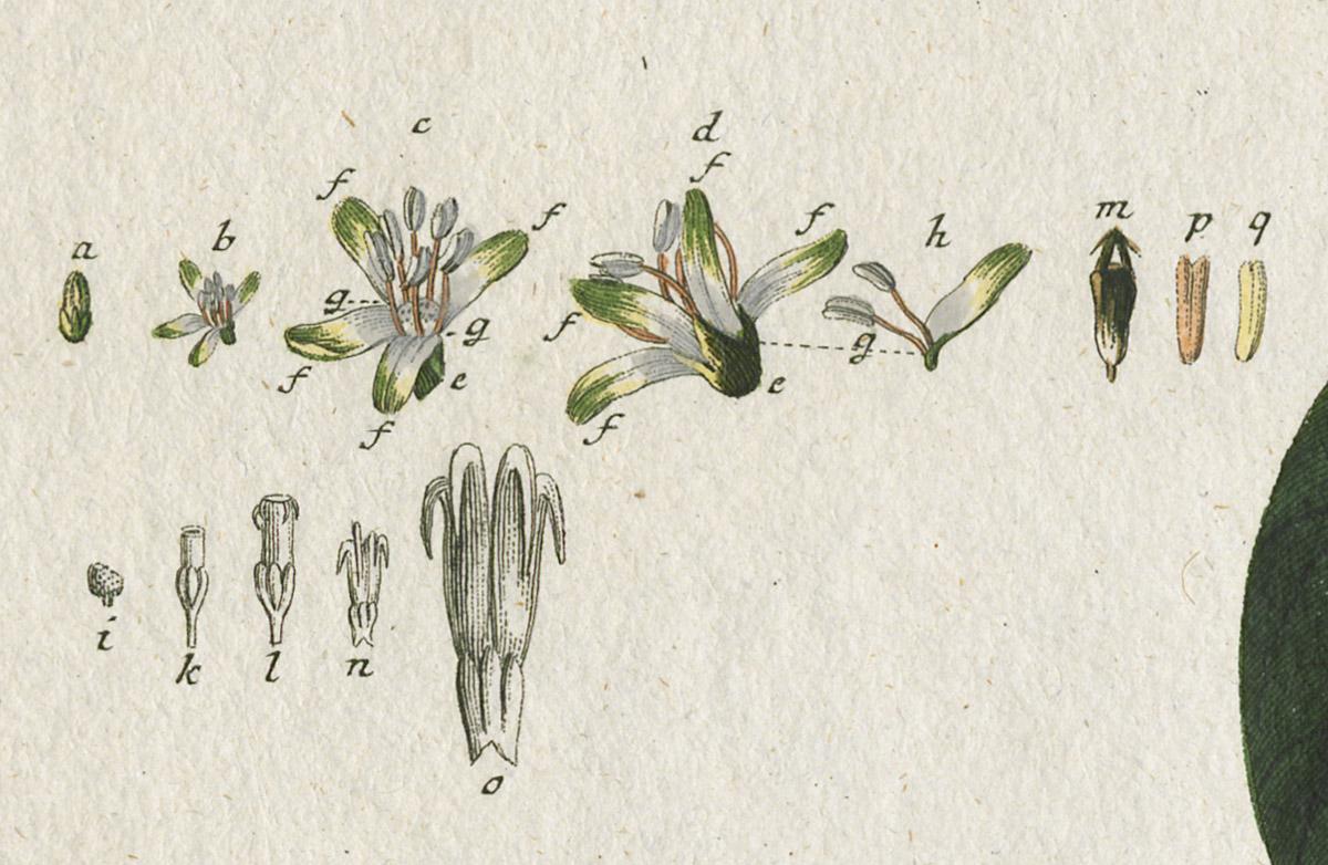 1978.0038.002 Print, detail 4