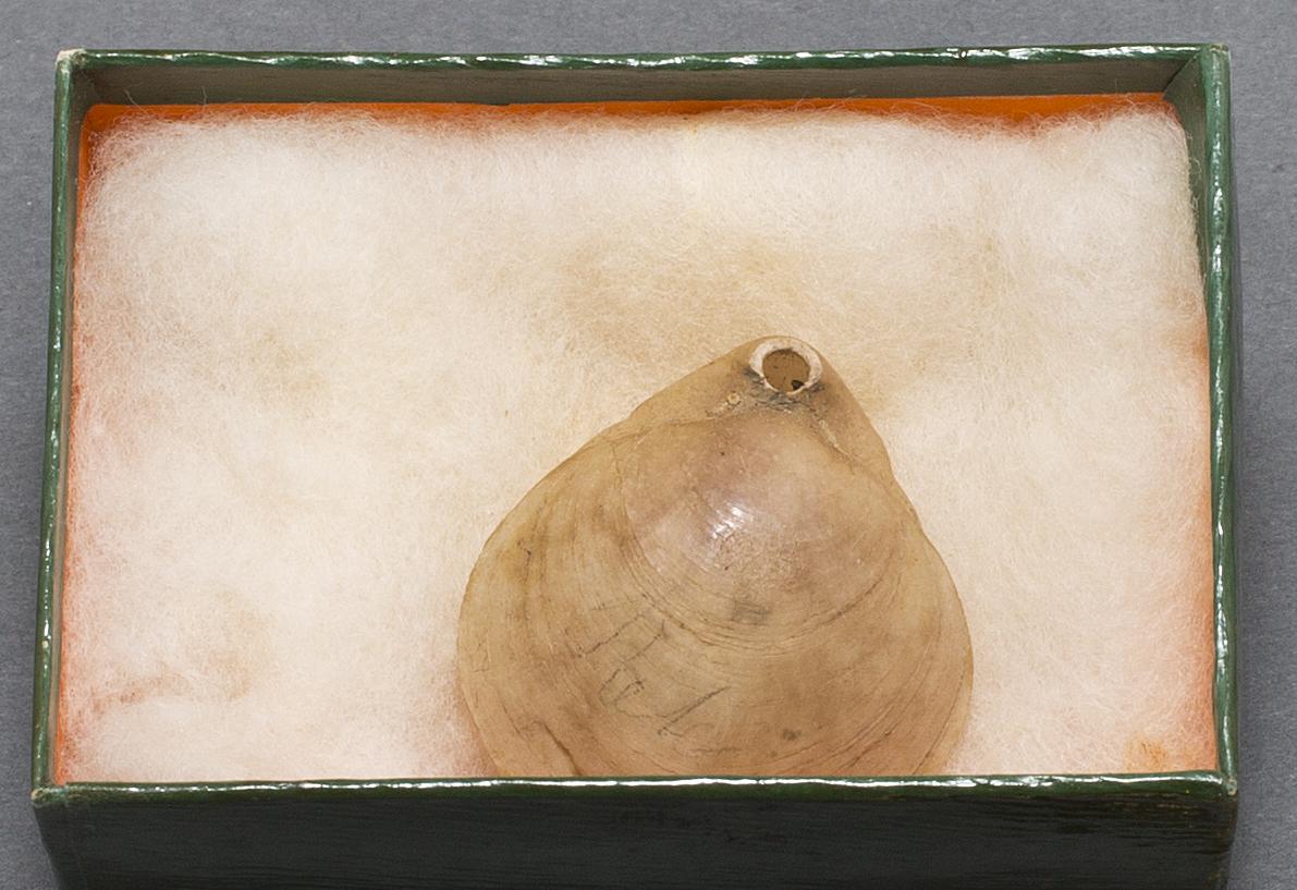 1978.0062 A, C Box and Shell