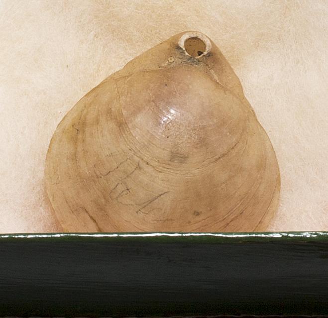 1978.0062 C Shell