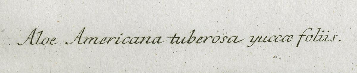 1980.0038 Print, detail 1