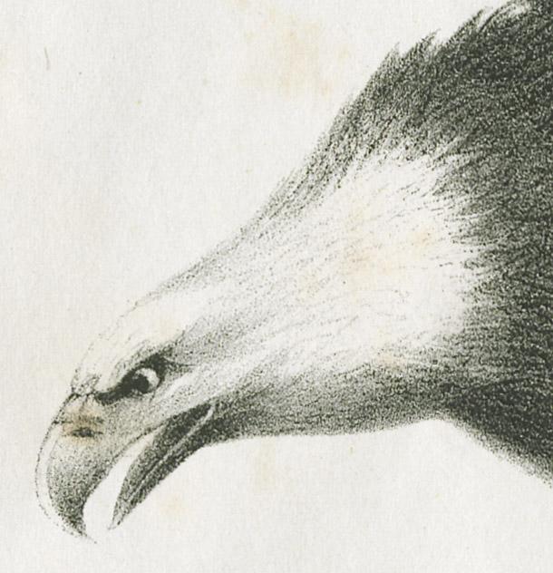 1980.0086 Print, detail 2