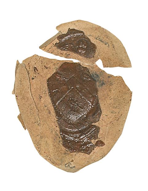 1980.0171.007.001 Wax seal on paper, view 1