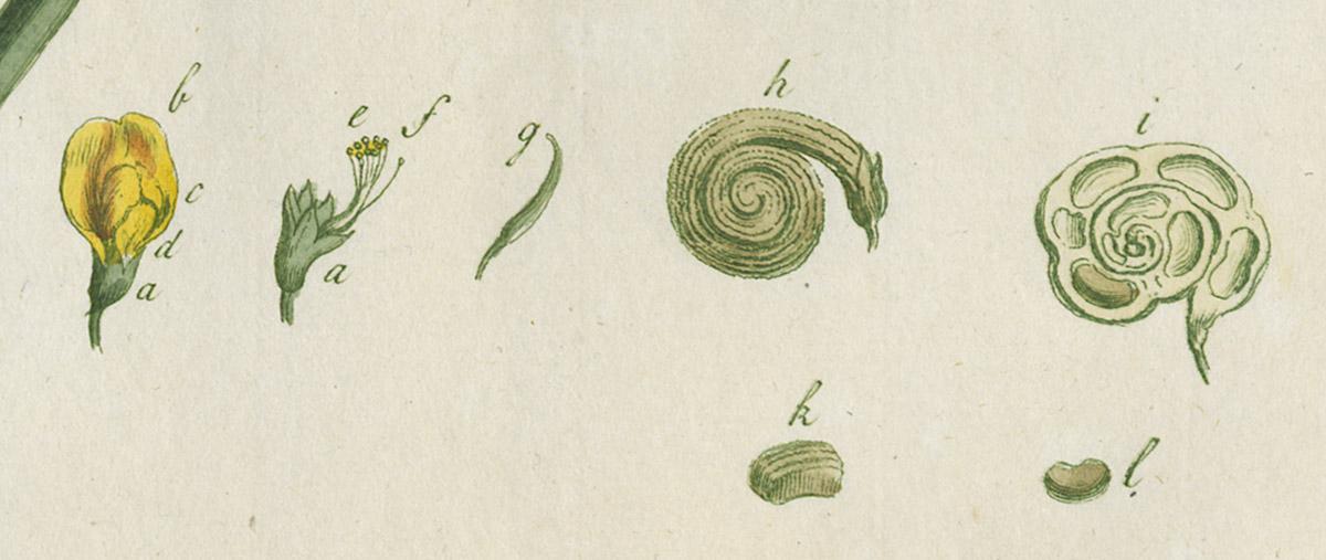 1980.0227 Print, detail 4
