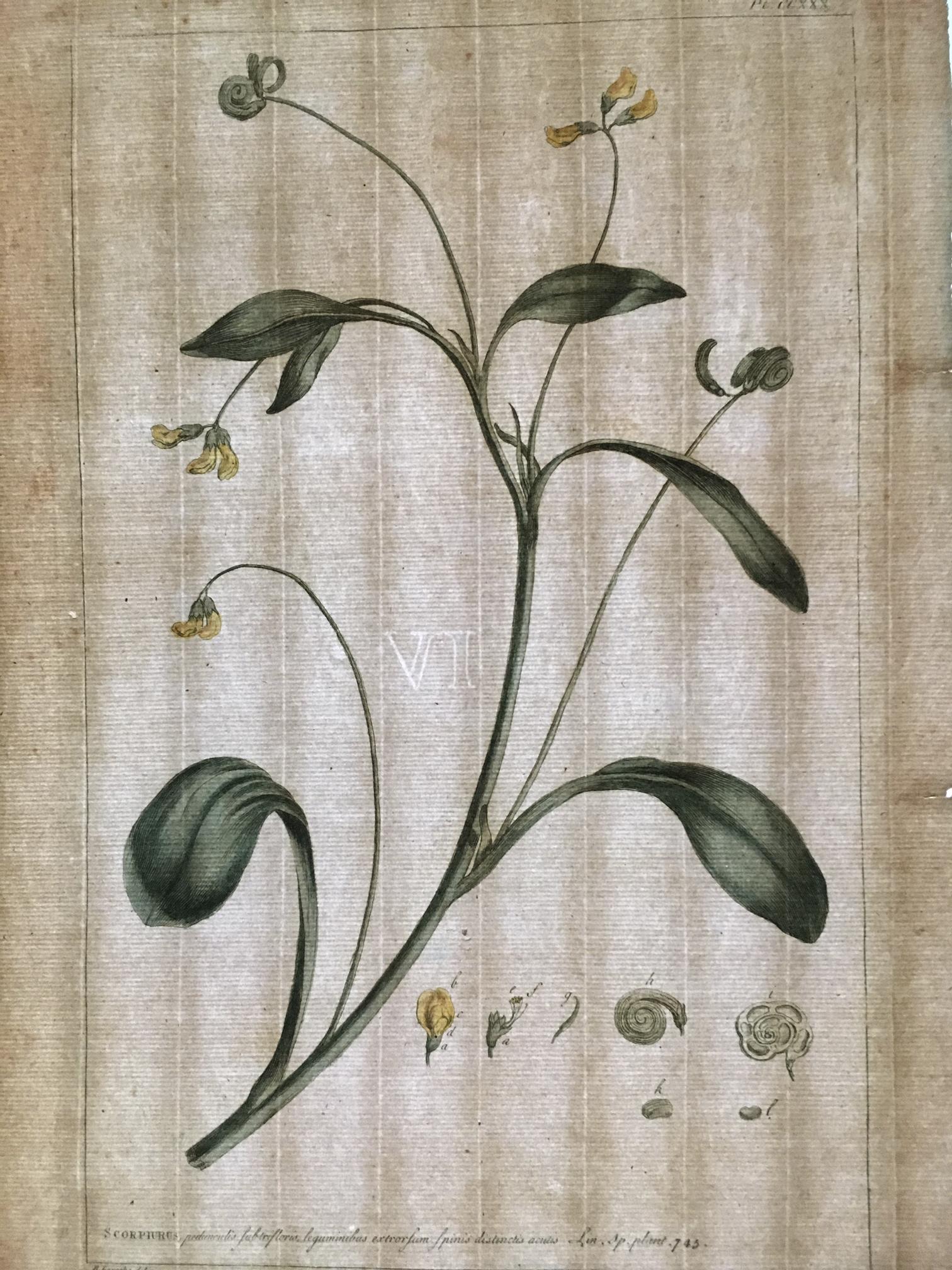 1980.0227 Print, watermark, view 1