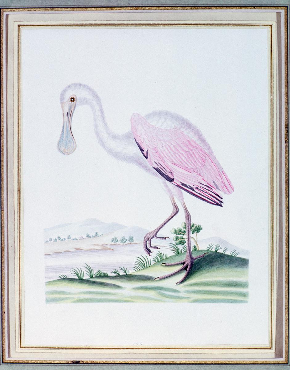 1981.0003 Drawing