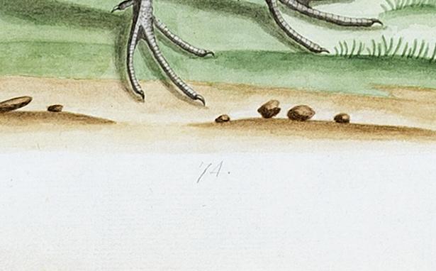 1981.0005 Drawing, detail 1