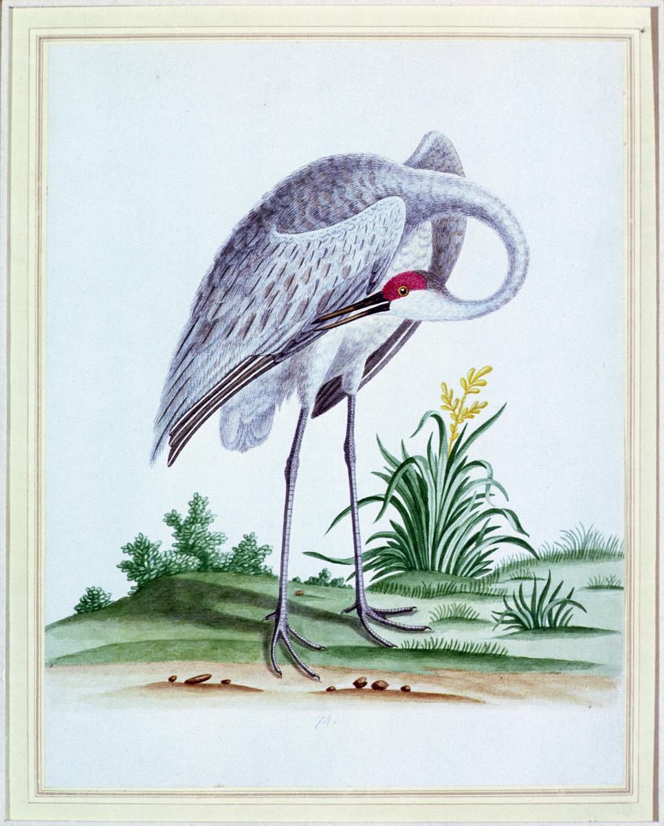 1981.0005 Drawing