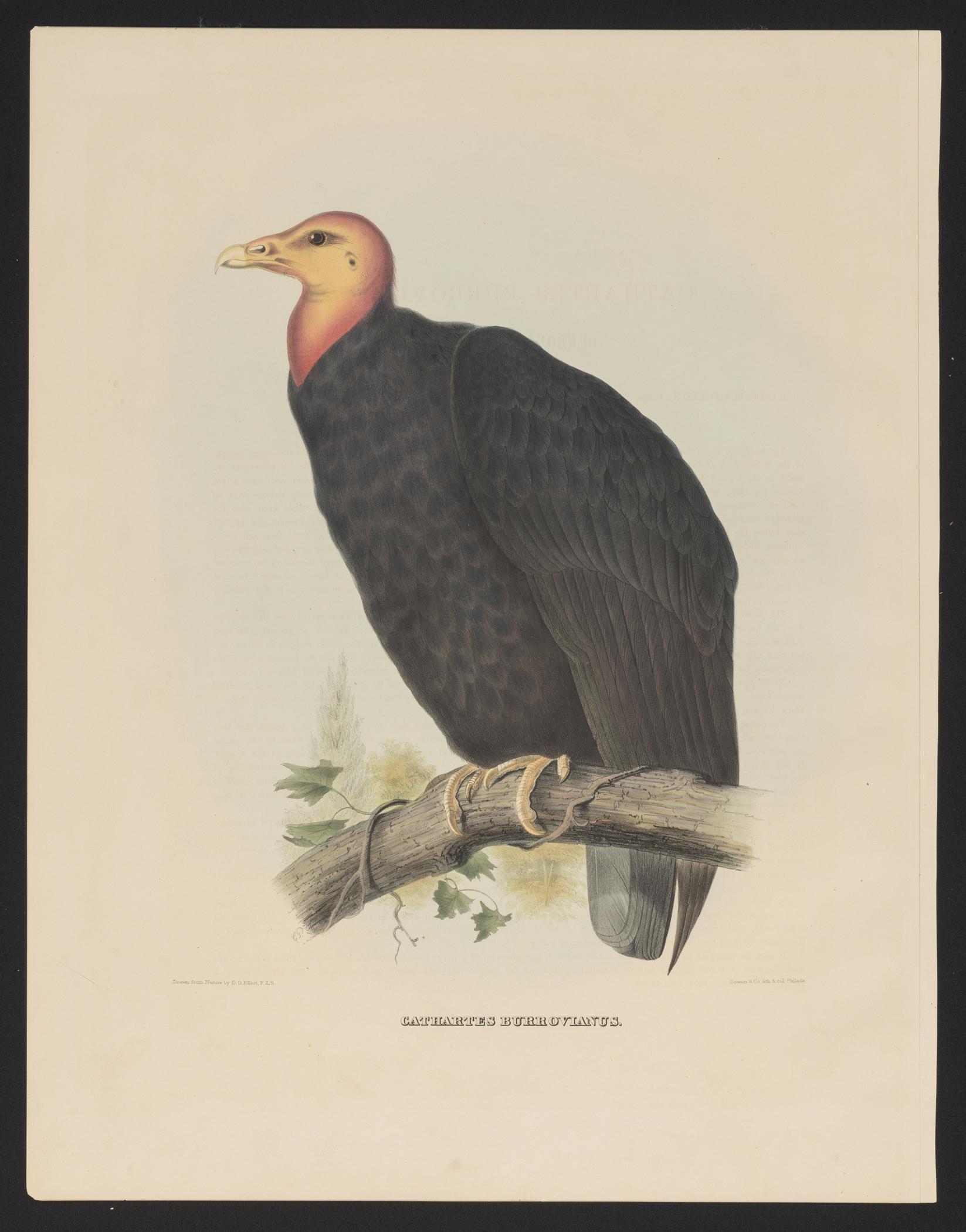 1982.0013 A Print, view 1