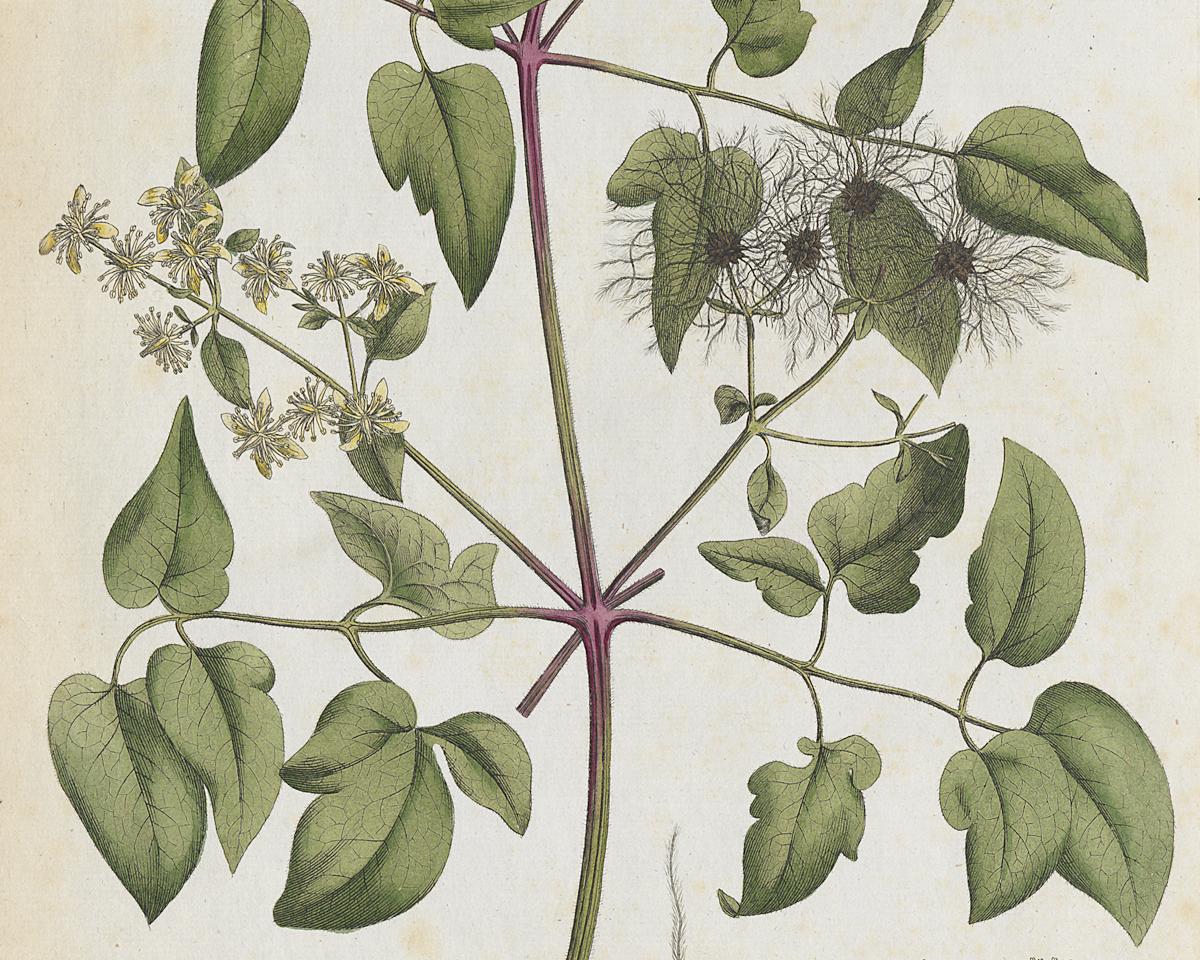 1982.0015.001 A Print, Detail 2